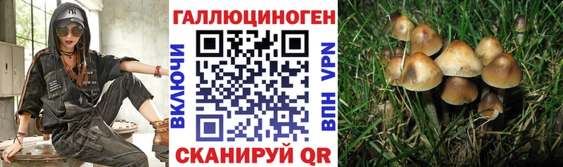 Галлюциногенные грибы Psilocybe  Лесосибирск 